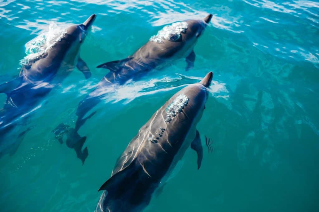 three dolphins swimming in body of water